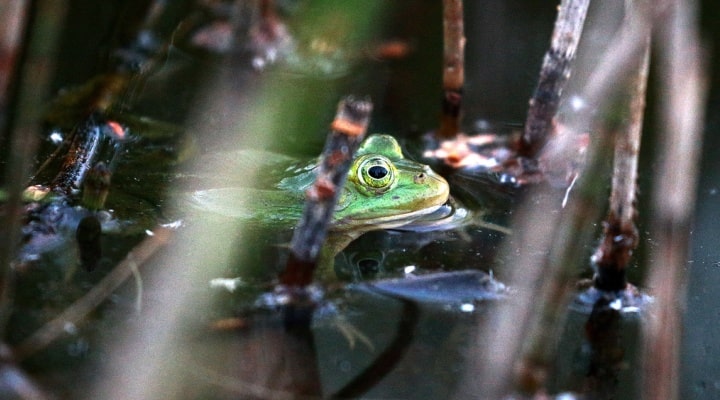 Россия экспорт в Китай лягушек 2018